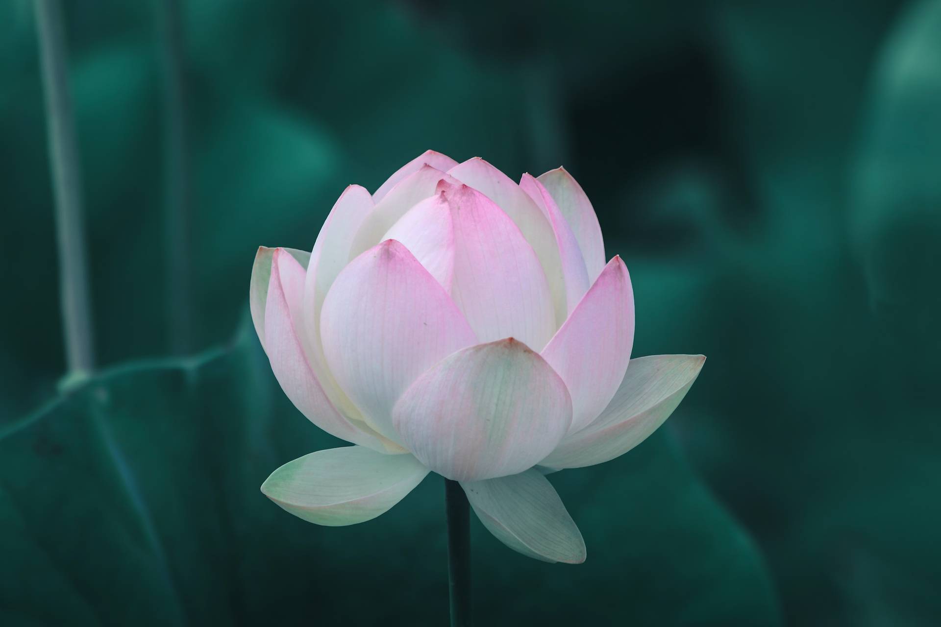 Lotus Flower Buddhism