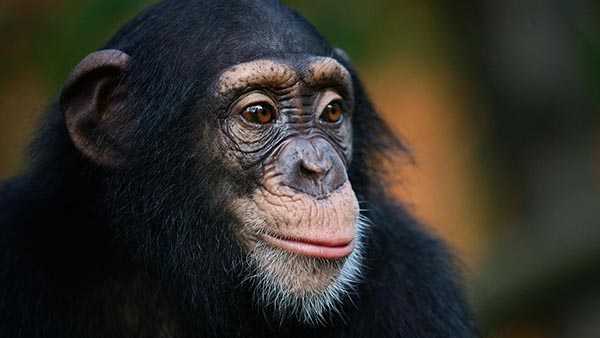 chimpanzee