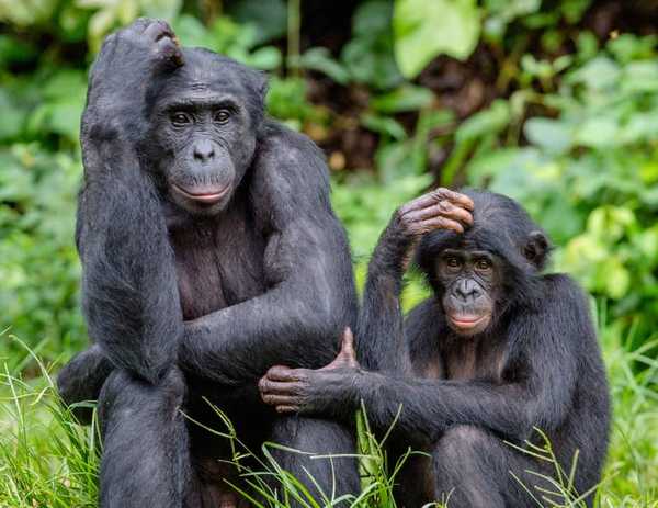 bonobos morality